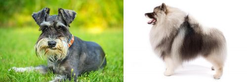 Schnauzer vs Keeshond - Breed Comparison