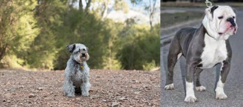 Schnoodle vs Old English Bulldog - Breed Comparison
