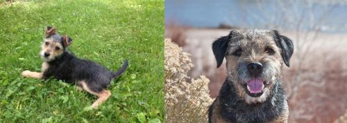 Schnorkie vs Border Terrier - Breed Comparison
