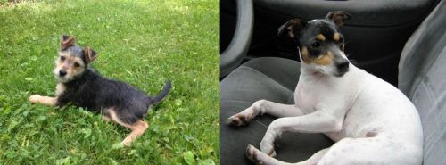 Schnorkie vs Chilean Fox Terrier - Breed Comparison