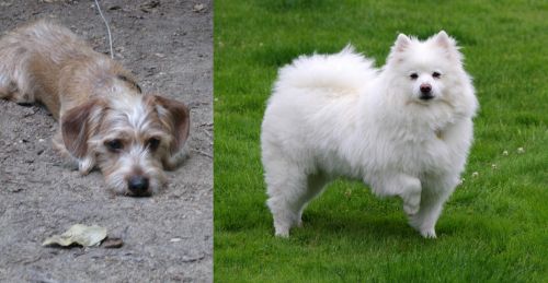 Schweenie vs American Eskimo Dog - Breed Comparison