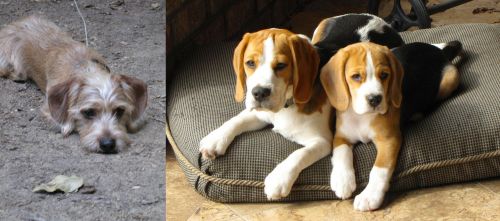 Schweenie vs Beagle - Breed Comparison