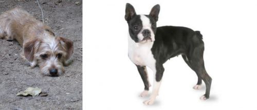 Schweenie vs Boston Terrier - Breed Comparison