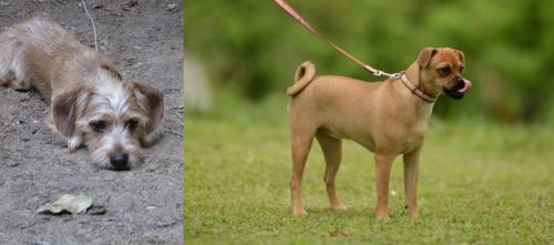 Schweenie vs Muggin - Breed Comparison