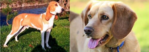 Schweizer Laufhund vs Beago - Breed Comparison