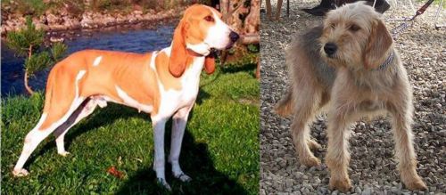 Schweizer Laufhund vs Bosnian Coarse-Haired Hound - Breed Comparison
