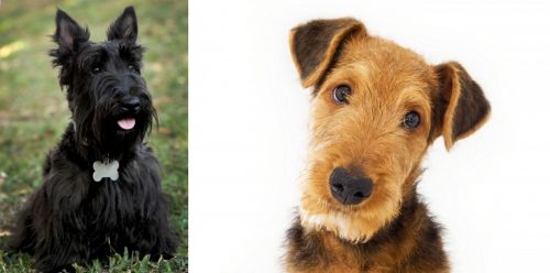 Scoland Terrier vs Airedale Terrier - Breed Comparison