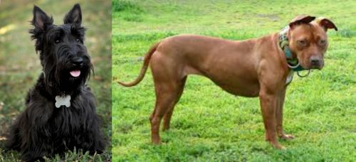 Scoland Terrier vs American Pit Bull Terrier