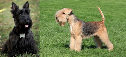 Scoland Terrier vs Lakeland Terrier - Breed Comparison
