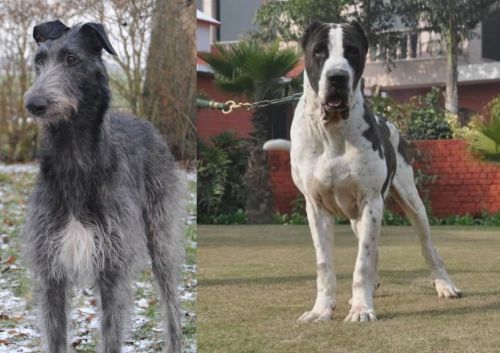 Scottish Deerhound vs Alangu Mastiff - Breed Comparison