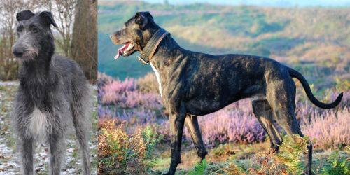 Scottish Deerhound vs Alaunt - Breed Comparison