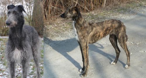Scottish Deerhound vs American Staghound - Breed Comparison