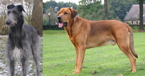 Scottish Deerhound vs Broholmer - Breed Comparison