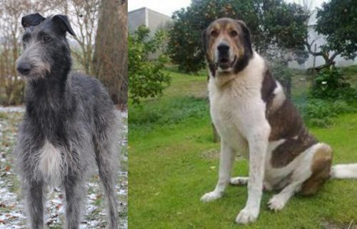 Scottish Deerhound vs Cao de Gado Transmontano - Breed Comparison