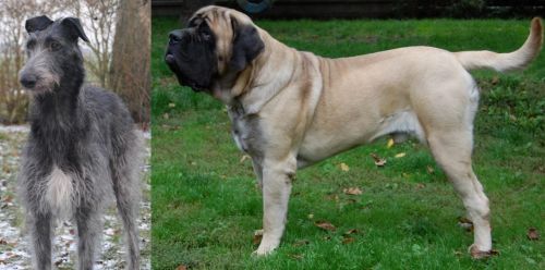 Scottish Deerhound vs English Mastiff - Breed Comparison