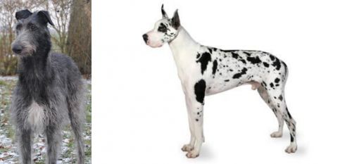 Scottish Deerhound vs Great Dane - Breed Comparison