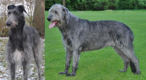 Scottish Deerhound vs Irish Wolfhound - Breed Comparison