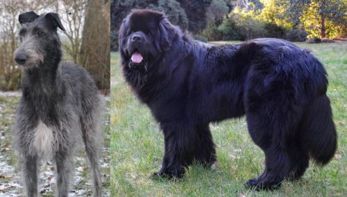 Scottish Deerhound vs Newfoundland Dog - Breed Comparison