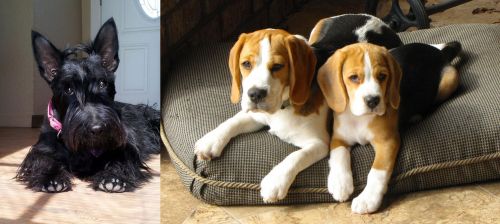 Scottish Terrier vs Beagle - Breed Comparison
