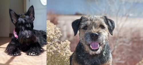 Scottish Terrier vs Border Terrier - Breed Comparison