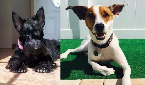 Scottish Terrier vs Feist - Breed Comparison