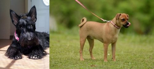 Scottish Terrier vs Muggin - Breed Comparison