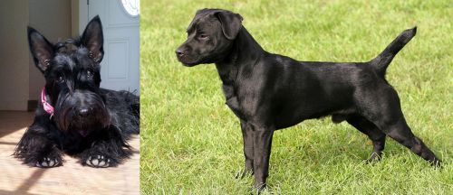 Scottish Terrier vs Patterdale Terrier - Breed Comparison