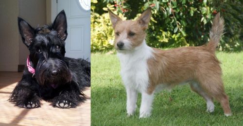 Scottish Terrier vs Portuguese Podengo - Breed Comparison