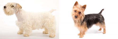 Sealyham Terrier vs Australian Terrier - Breed Comparison