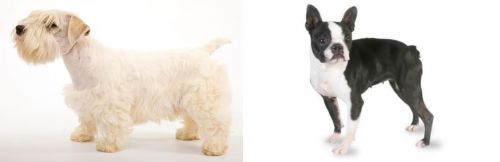 Sealyham Terrier vs Boston Terrier