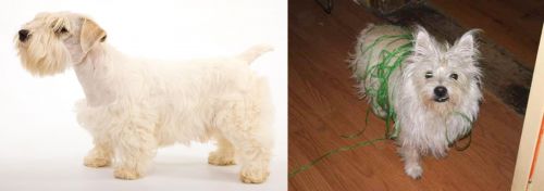 Sealyham Terrier vs Cairland Terrier - Breed Comparison