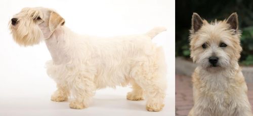 Sealyham Terrier vs Cairn Terrier - Breed Comparison