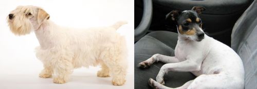 Sealyham Terrier vs Chilean Fox Terrier - Breed Comparison