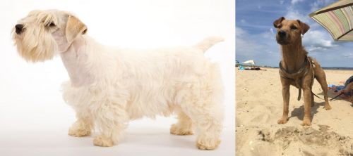 Sealyham Terrier vs Fell Terrier - Breed Comparison