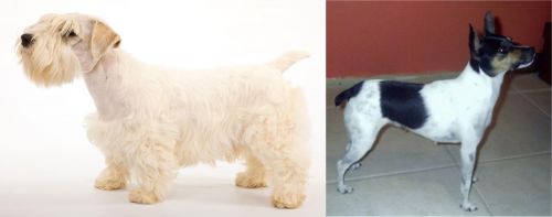 Sealyham Terrier vs Miniature Fox Terrier - Breed Comparison