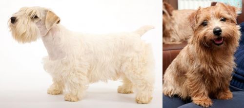 Sealyham Terrier vs Norfolk Terrier - Breed Comparison