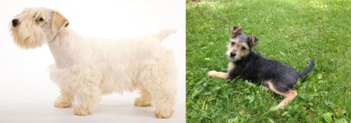 Sealyham Terrier vs Schnorkie - Breed Comparison