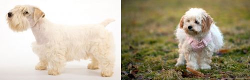 Sealyham Terrier vs West Highland White Terrier - Breed Comparison