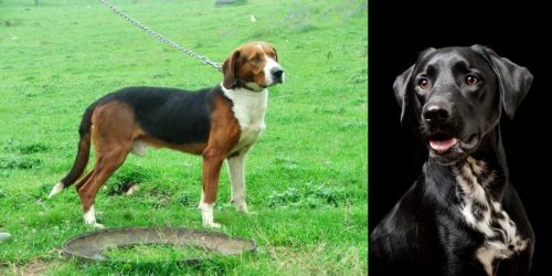 Serbian Tricolour Hound vs Dalmador - Breed Comparison