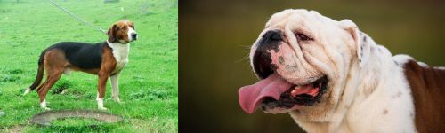 Serbian Tricolour Hound vs English Bulldog - Breed Comparison