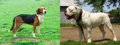 Serbian Tricolour Hound vs Hermes Bulldogge
