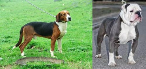 Serbian Tricolour Hound vs Old English Bulldog - Breed Comparison