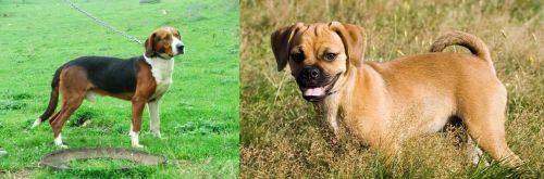 Serbian Tricolour Hound vs Puggle - Breed Comparison