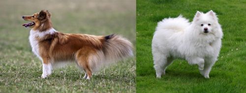 Shetland Sheepdog vs American Eskimo Dog - Breed Comparison