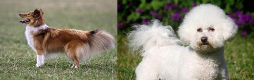 Shetland Sheepdog vs Bichon Frise - Breed Comparison