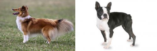 Shetland Sheepdog vs Boston Terrier