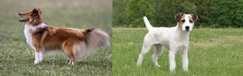 Shetland Sheepdog vs Jack Russell Terrier - Breed Comparison