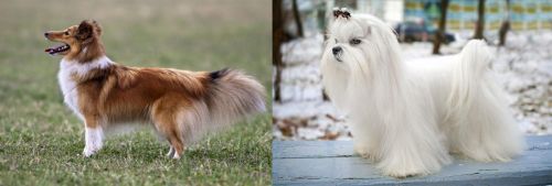 Shetland Sheepdog vs Maltese - Breed Comparison