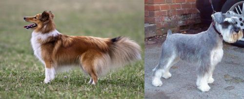 Shetland Sheepdog vs Miniature Schnauzer - Breed Comparison