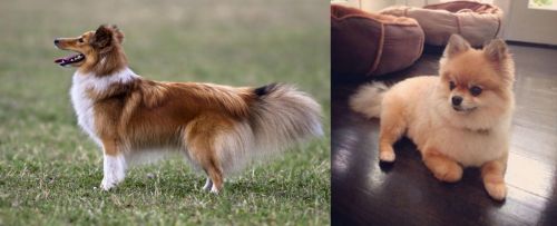 Shetland Sheepdog vs Pomeranian